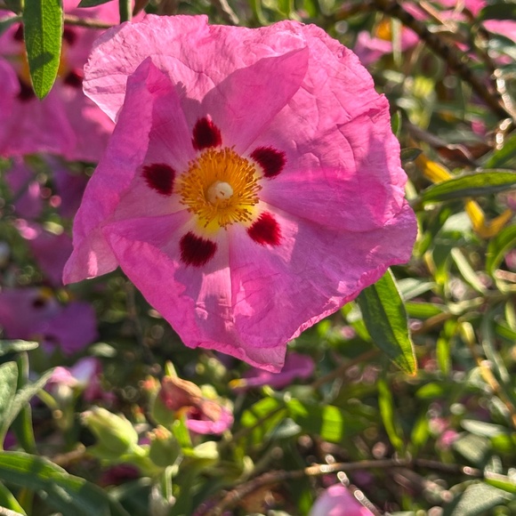 Englantine Rose Floral Print Long Gown / Maxi Dress by Bergdorf Goodman -  S - Picture 2 of 16